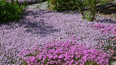 The Good Ground Seeds