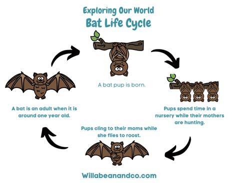 The Life Cycle of a Bat
