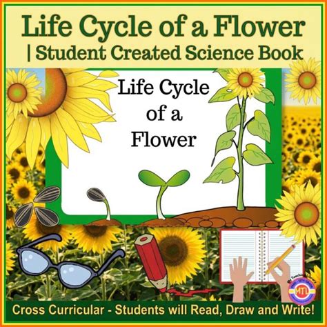 The Life Cycle of a Flower