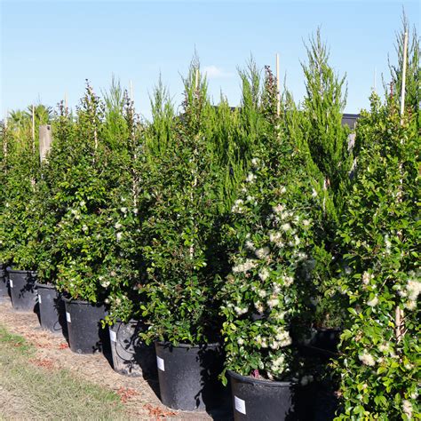The Lilly Pilly Tree