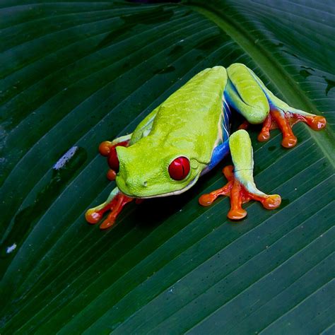 The Little Red-Eyed Tree Frog