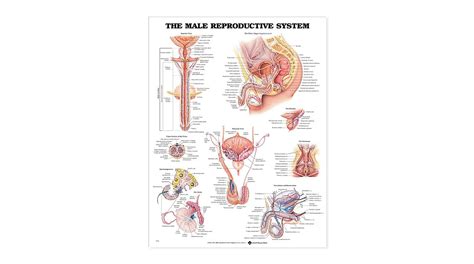 The Male Reproductive System. Anatomical Chart