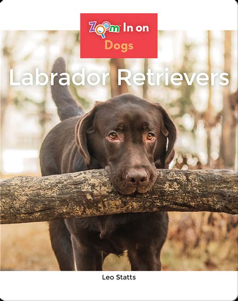 The Simple Guide to Labrador Retrievers