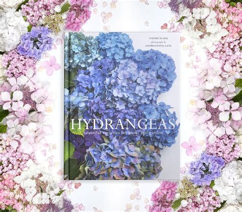 The hydrangeas