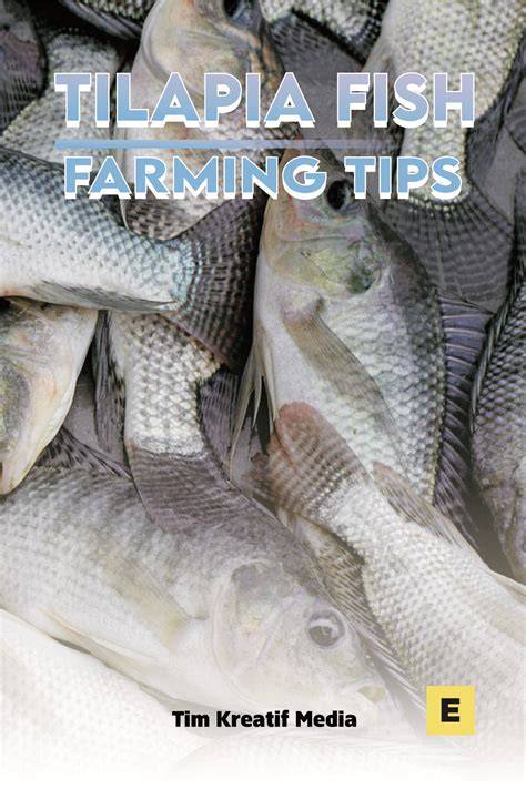 Tilapia Fish Farming Tips