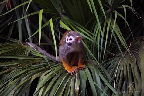 What Is a Squirrel Monkey