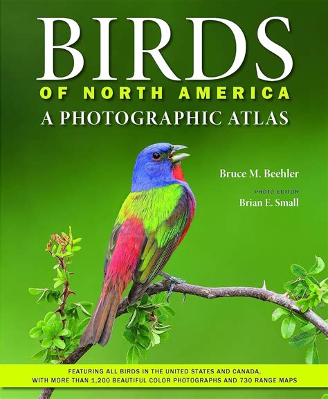 Winter Birds
