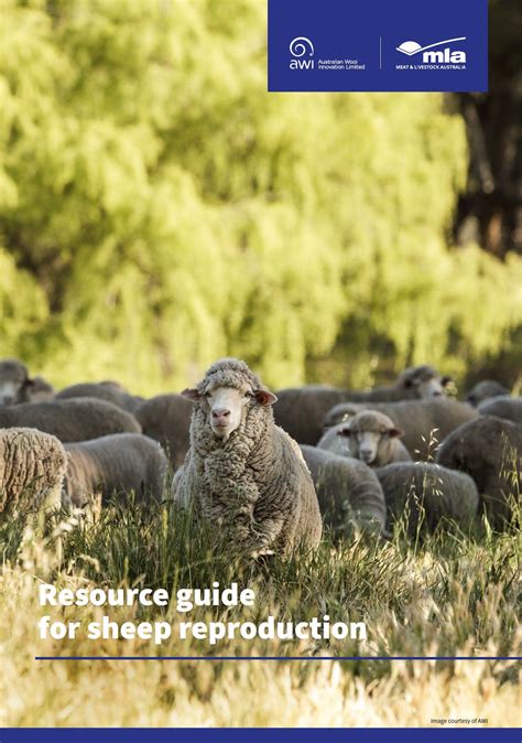 cattle, sheep Reproduction