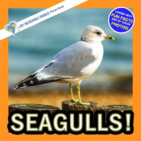 seagulls