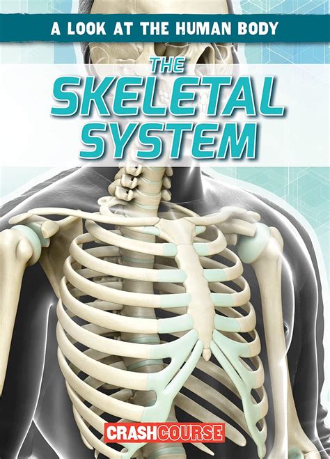 skeletal-system