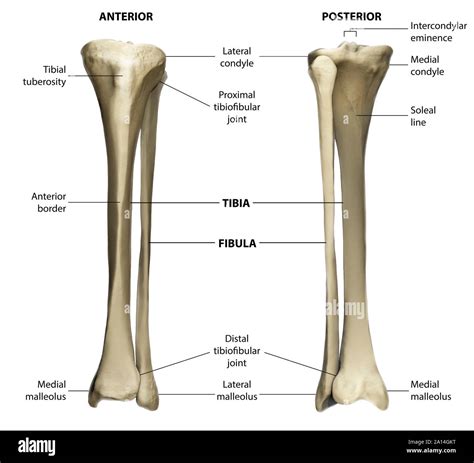 Hueso La Tibia