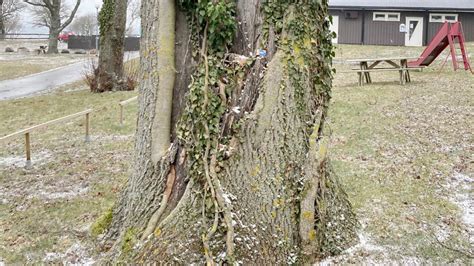 hugga ned träd straff