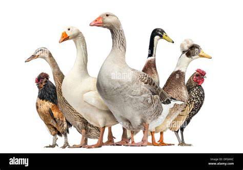 huhner ganse enten