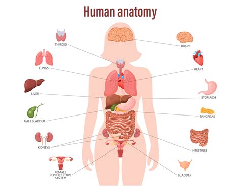 human anatomy