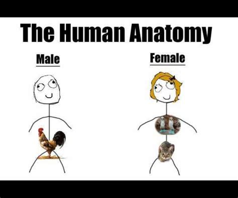 human anatomy Memes & GIFs - Imgflip