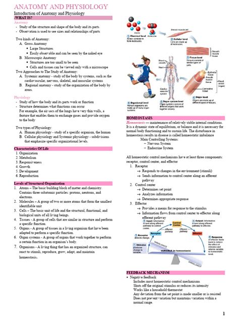 Human Anatomy And Physiology Answer Key