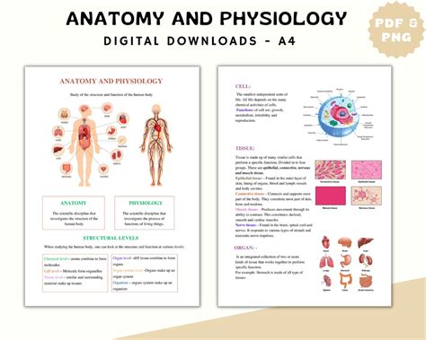 Human Anatomy And Physiology Study Guide Answers