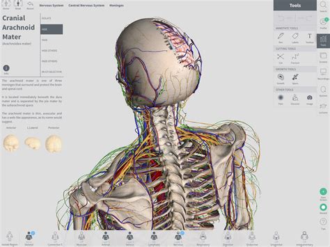 Human Anatomy Explorer Detailed 3d Anatomical Illustrations Innerbody Parts Of Human Body Pictures - Parts Of Human Body Pictures