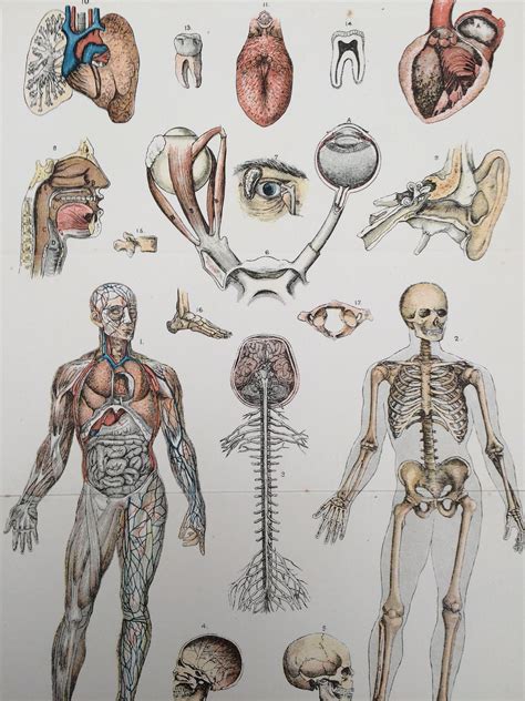 Human Anatomy Painting