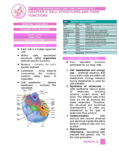 Human Anatomy Physiology Chapter 3 Cells Tissues