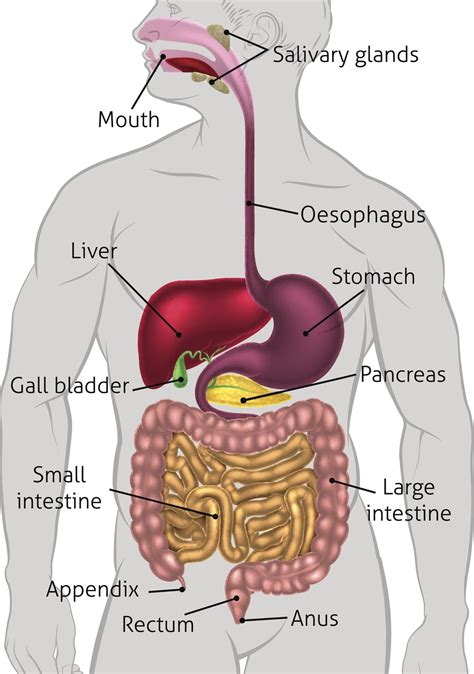 Human Anatomy The Digestive System Digestive System Coloring Key - Digestive System Coloring Key