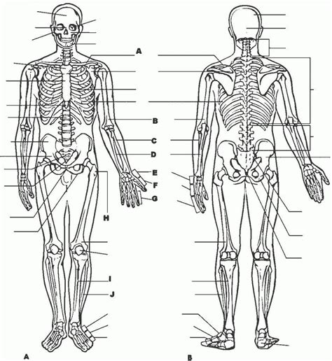 Human Anatomy Worksheets And Study Guides Science Notes The Skeletal And Muscular Systems Worksheet - The Skeletal And Muscular Systems Worksheet
