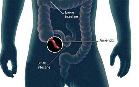 Human Appendix Diagram