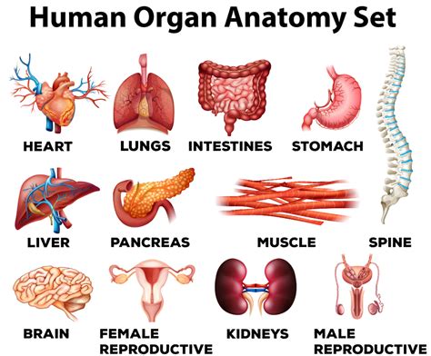 Human Biology Organization And Organ System Function Worksheet Organ Systems Worksheet - Organ Systems Worksheet