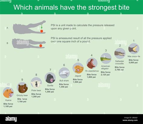 Human Bite Force Pounds
