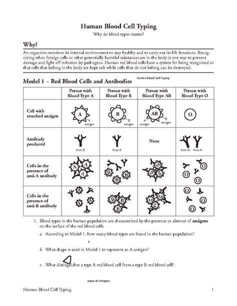 Human Blood Cell Typing