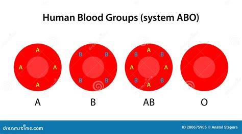 human blood groups