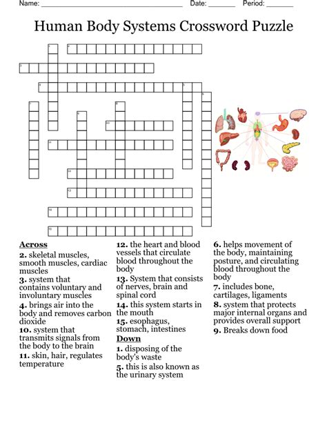Human Body 7 Crossword Clue Wordplays Com Human Body Systems Crossword Puzzle Answer - Human Body Systems Crossword Puzzle Answer