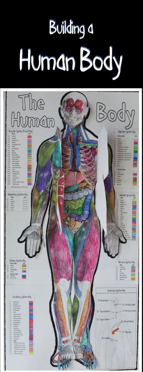 Human Body Activities Middle School Teaching Resources Tpt Body Systems Worksheet Middle School - Body Systems Worksheet Middle School