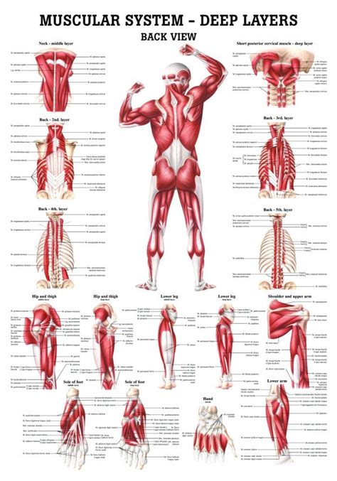 Human Body Anatomical Chart Muscular System Watercolor Inkjet Human Body Organs Unlabelled - Human Body Organs Unlabelled