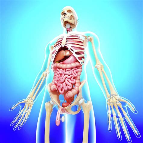 Human Body Anatomy Pictures Images And Stock Photos Parts Of Human Body Pictures - Parts Of Human Body Pictures
