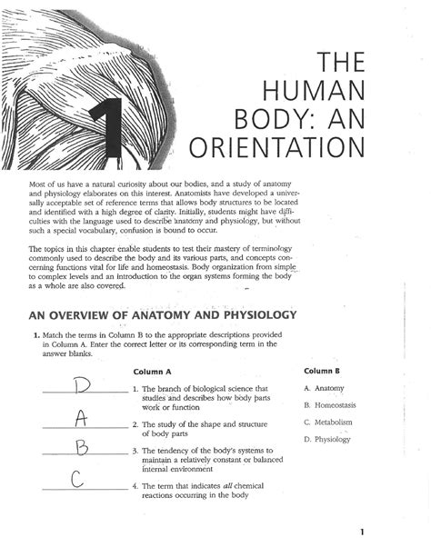 human body and orientation packet answers