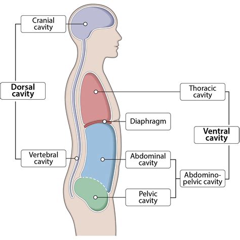 Human Body Cavities