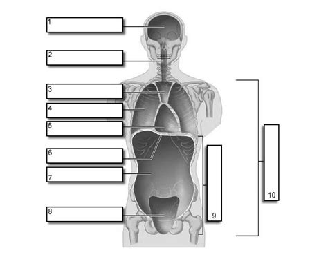 Human Body Cavities Printable Worksheet Purposegames Body Cavity Worksheet - Body Cavity Worksheet
