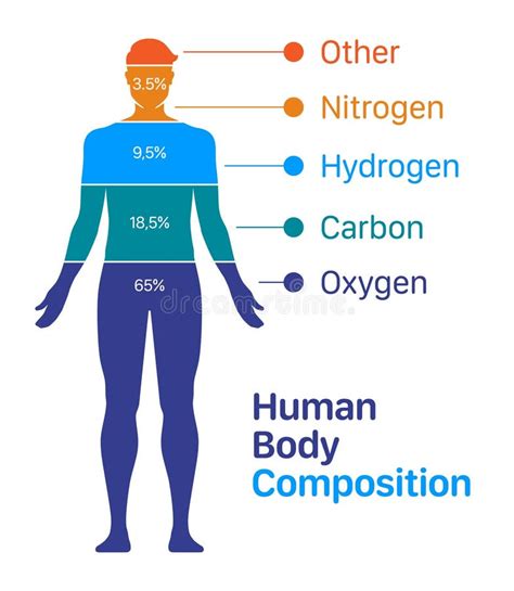 Human Body Composition