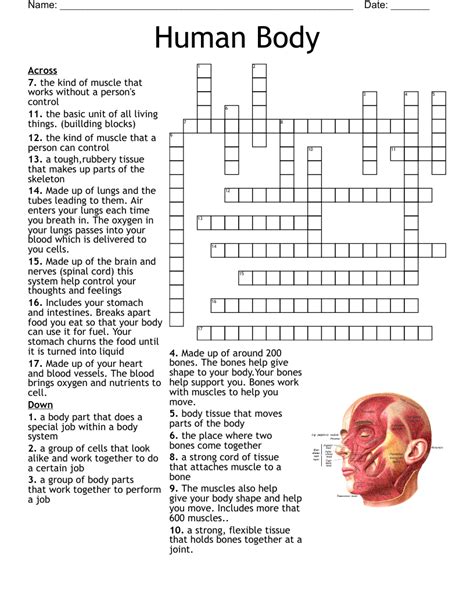 Human Body Crossword Clue Answers Crossword Solver Human Body Systems Crossword Puzzle Answer - Human Body Systems Crossword Puzzle Answer