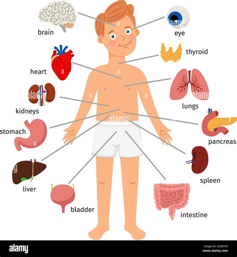 Human Body Organ Systems For Kids Compilation Youtube 5th Grade Body Systems - 5th Grade Body Systems