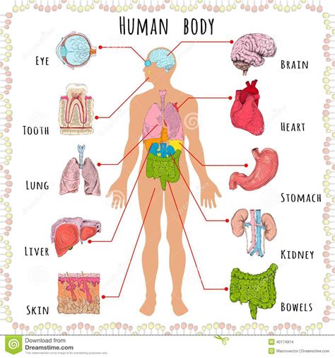 Human Body Organs Systems Structure Diagram Amp Facts Human Body With Labels - Human Body With Labels