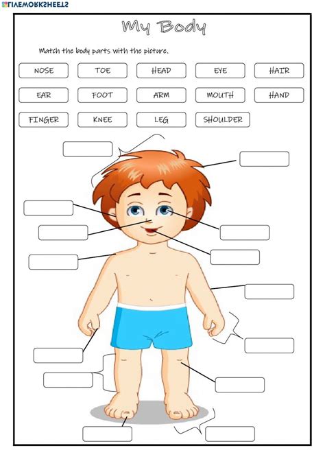 Human Body Parts Labelling Activity Body Parts Worksheet Labeling Body Parts Worksheet - Labeling Body Parts Worksheet