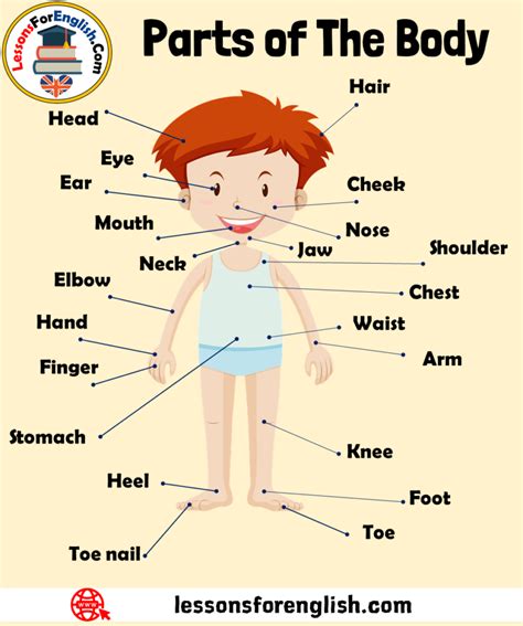 Human Body Parts Names In English With Pictures Parts Of Human Body Pictures - Parts Of Human Body Pictures