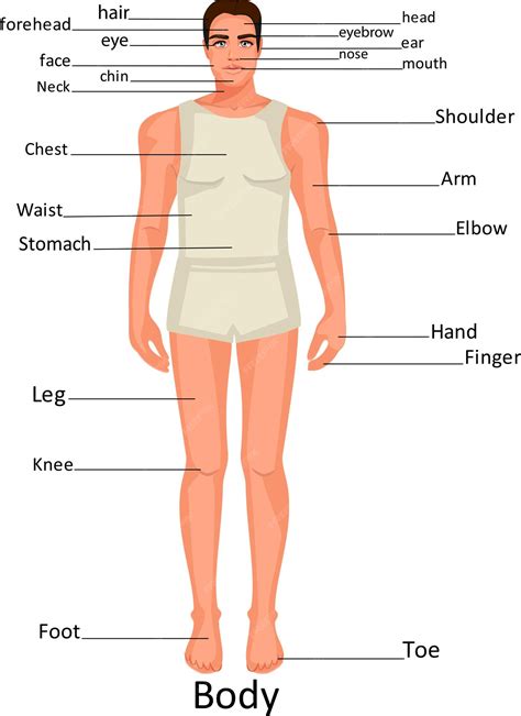 Human Body Parts Photos And Premium High Res Parts Of Human Body Pictures - Parts Of Human Body Pictures