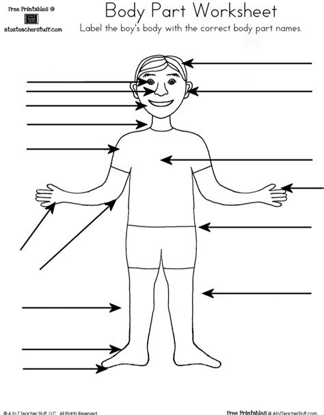 Human Body Parts Worksheets Free Printables Human Body Parts Worksheet - Human Body Parts Worksheet