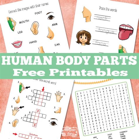 Human Body Parts Worksheets Itsybitsyfun Com My Body Parts Worksheet - My Body Parts Worksheet