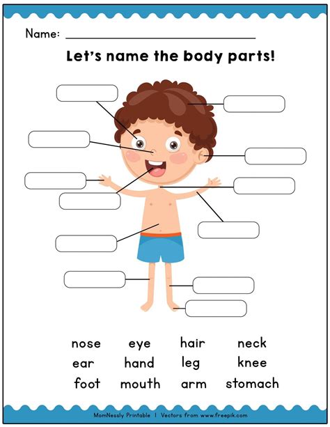 Human Body Parts Worksheets Worksheetprints Com Human Body Parts Worksheet - Human Body Parts Worksheet