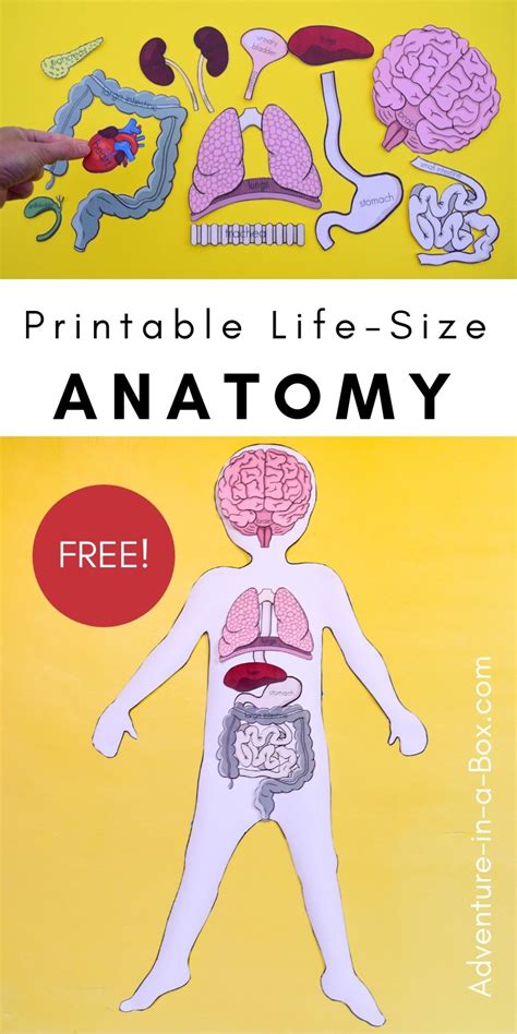 Human Body Project With Free Printables Human Body For 5th Grade - Human Body For 5th Grade