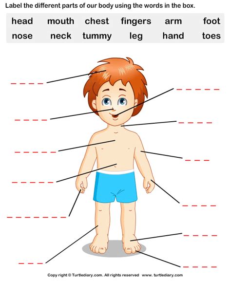 Human Body S Turtle Diary Worksheet Body Parts Coloring Pages For Toddlers - Body Parts Coloring Pages For Toddlers